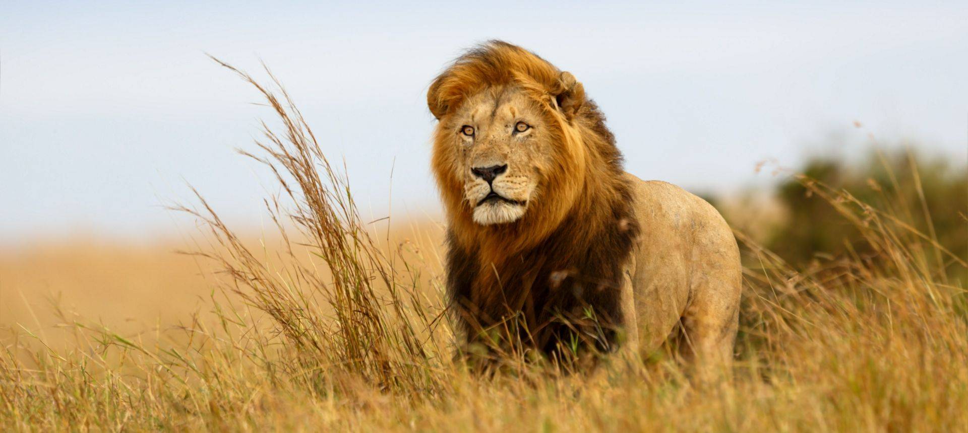 Lion