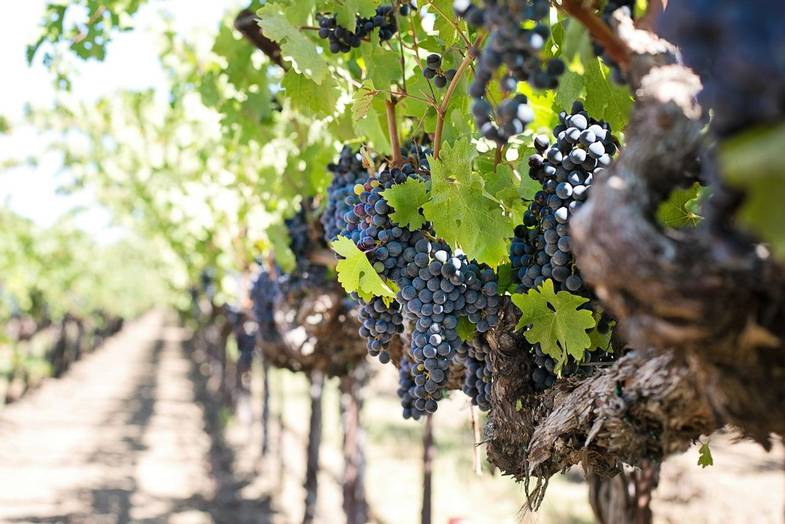 winery-grapes-intrepid-pixabay.jpg
