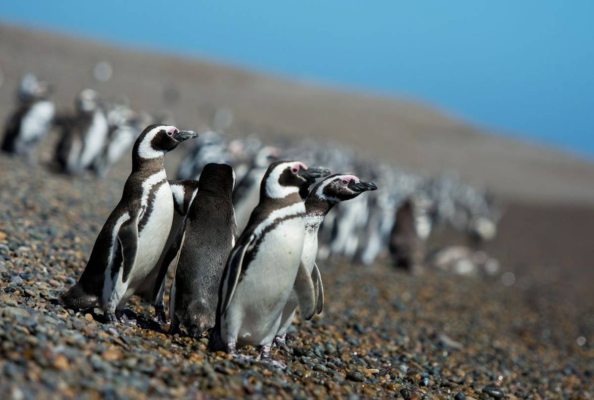 Magellanic Penguins, Peninsula Valdes, Argentina shutterstock_1153294396.jpg