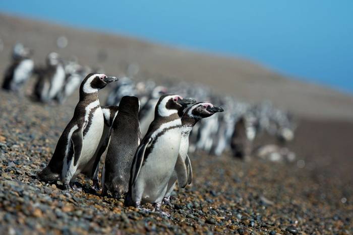 Magellanic Penguins, Peninsula Valdes, Argentina shutterstock_1153294396.jpg
