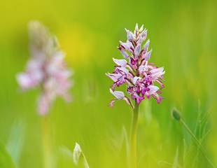 Orchids and other Wildlife of the Chilterns