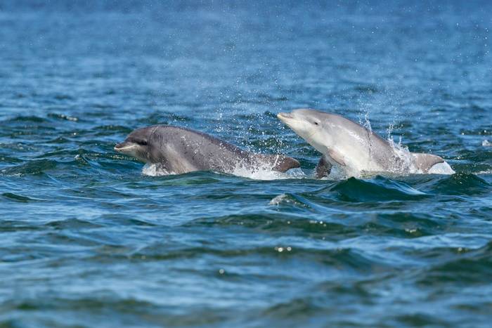 Bottlenose Dolphins, Moray Firth, Scotland shutterstock_1230162061.jpg