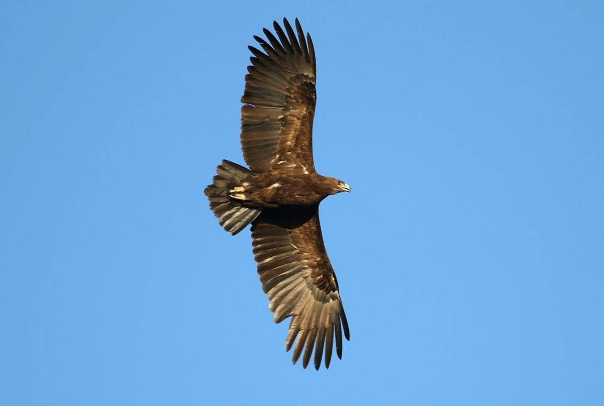 Greater Spotted Eagle Shutterstock 1184225620