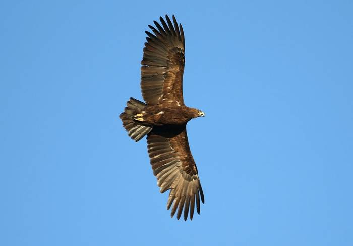 Greater Spotted Eagle Shutterstock 1184225620