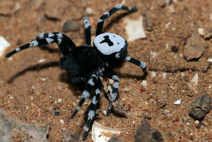 Adonea sp © participant Colin Dixon, September 2025 tour