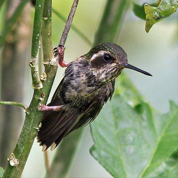 Speckled Hummingbird (Robert Davidson)