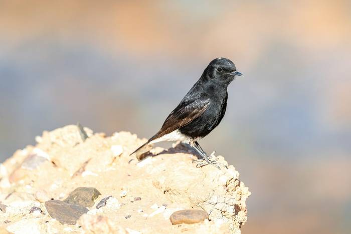 White-crowned Wheatear © Adam Court, March 2026 tour