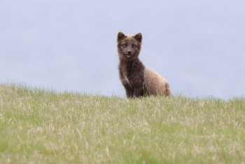 Arctic Fox (Dave Jackson)