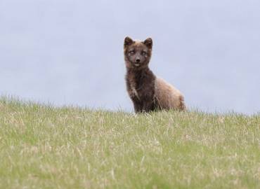 Iceland's Westfjords - In Search of the Arctic Fox