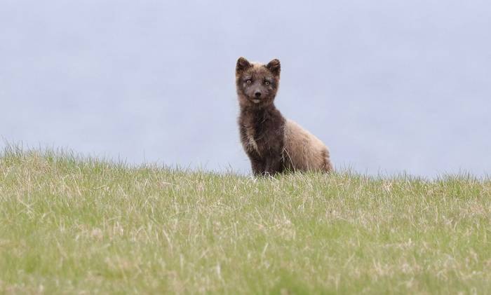 Arctic Fox (Dave Jackson)