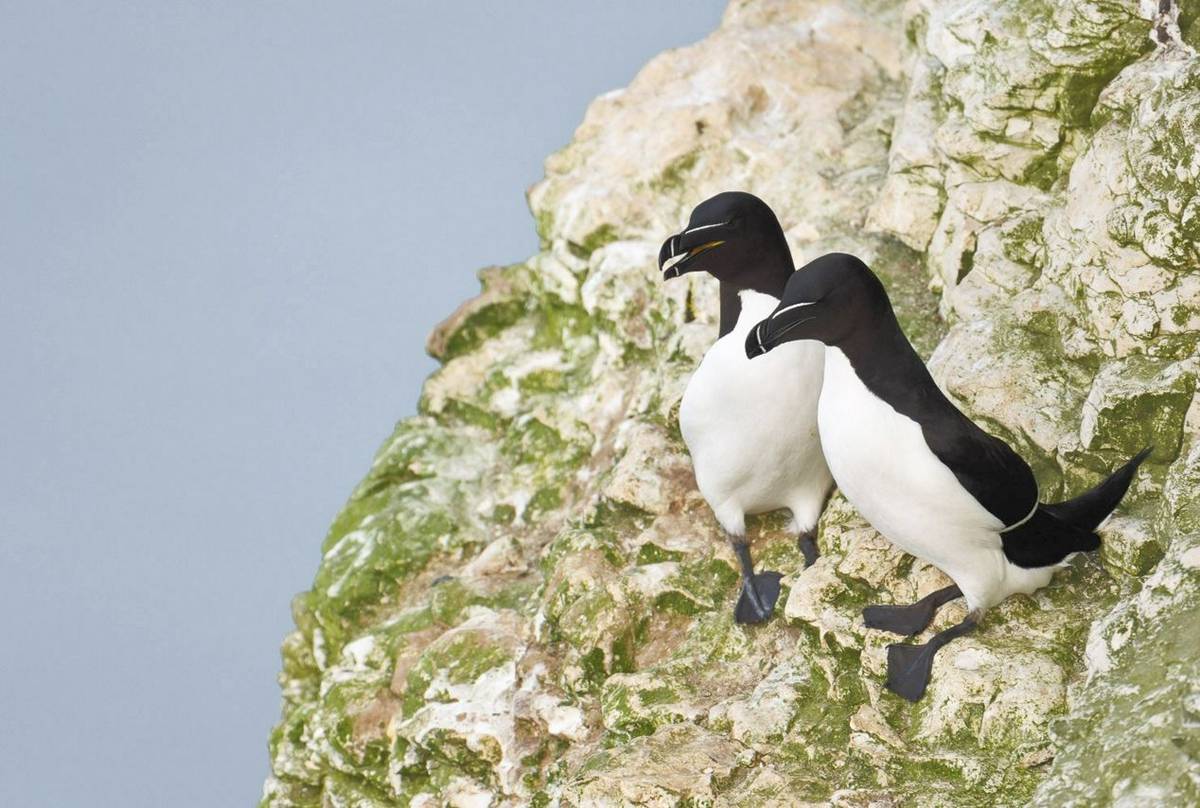 Razorbills-(Andrew-Mason).jpg
