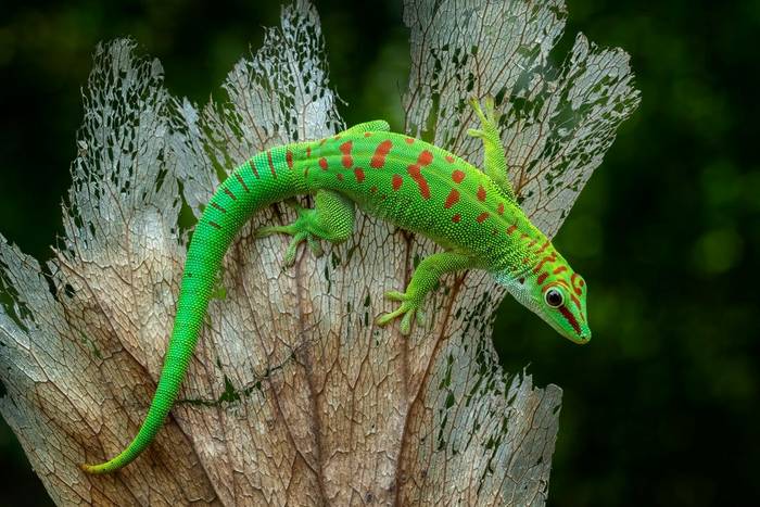 Madagascar Giant Day Gecko shutterstock_2351245687.jpg