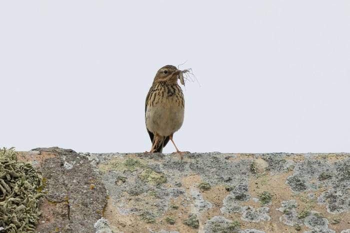 Meadow Pippit (Sara Frost).jpg