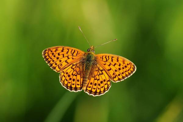 Twin-spot Fritillary (Fernando Jubete) Image