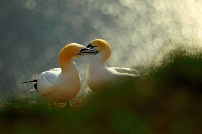 Northern Gannet