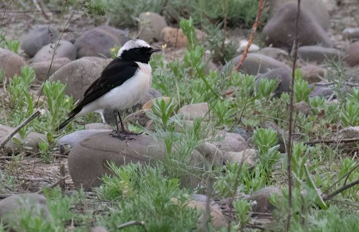 Pied Wheatear © Chris Griffin, April 2025