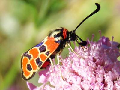 Chalk-Burnet