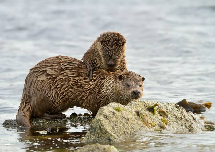 Otters, Shetland shutterstock_1216828531.jpg