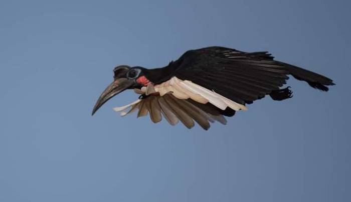 Abyssinian Ground Hornbill, Solomon Jallow.jpg