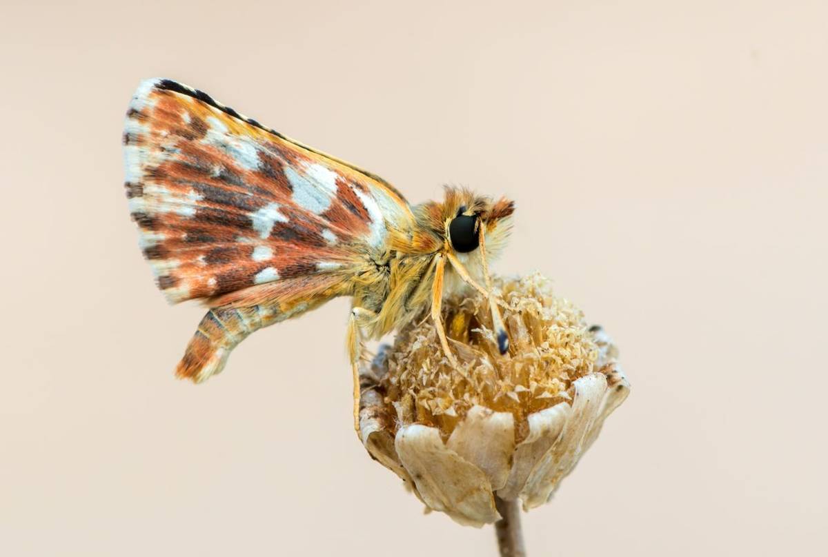 Red Underwing Skipper Shutterstock 303049958