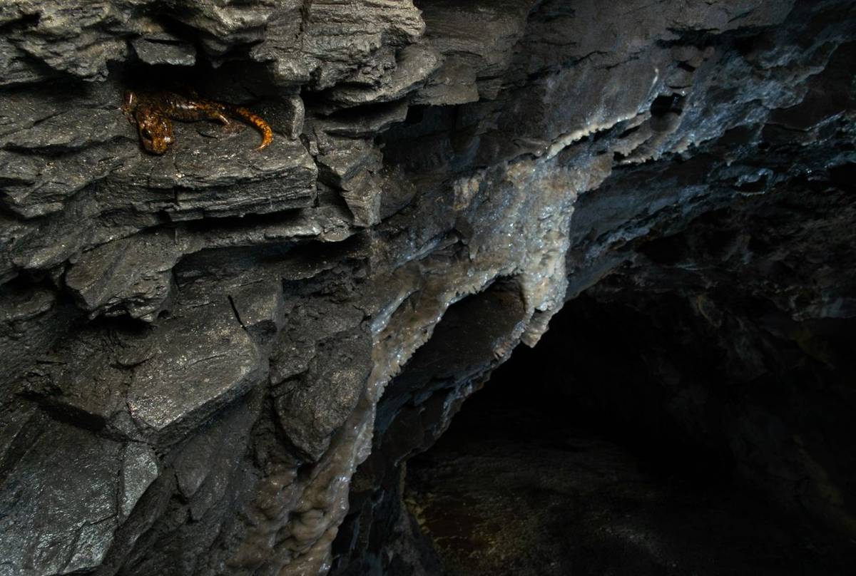 Strinati's Cave Salamander (Speleomantes strinatii) © Simone Giachello
