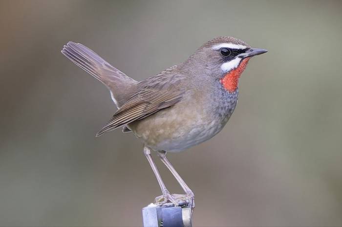 Siberian Rubythroat © participant Alex Kozlenkov, March 2025