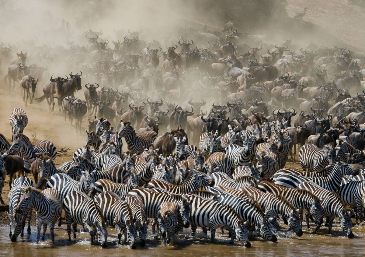 Blue Wildebeest Migration, Kenya Shutterstock 399833203