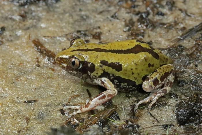 Senegal Running Frog (Kassina senegalensis) © Laura and Bobby Bok, April 2023
