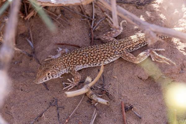 Small-spotted Lizard (Mike Unwin) Image