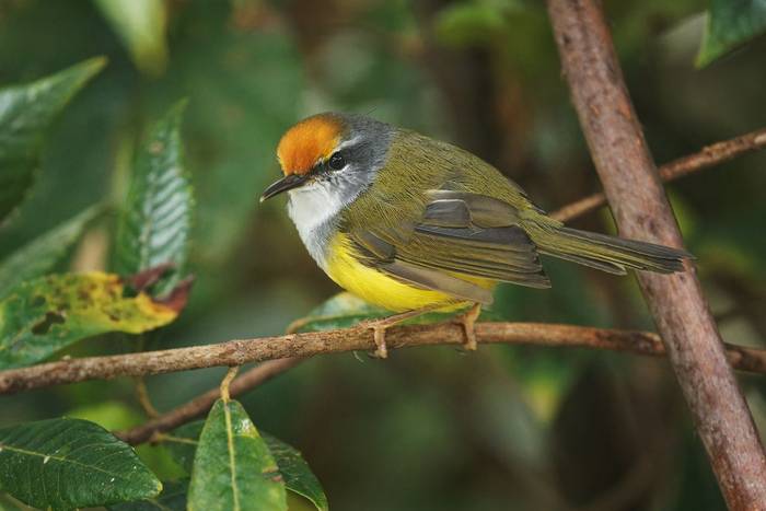 Mountain Tailorbird