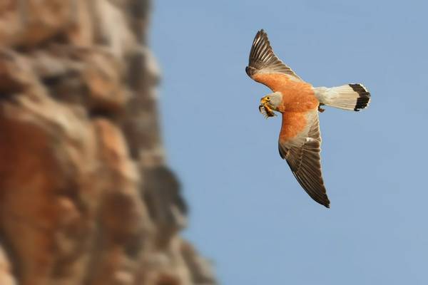 Lesser Kestrel, Italy shutterstock_1488450092.jpg