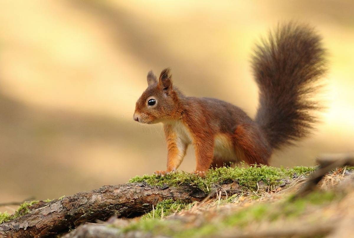 Red Squirrel