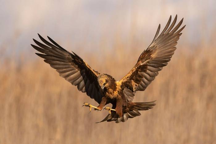 Marsh Harrier, UK shutterstock_1689281122.jpg