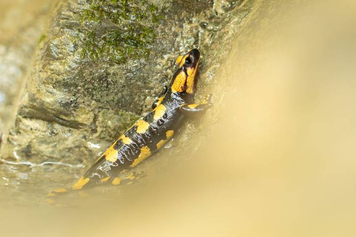 Italian Fire Salamander (Salamandra salamandra ssp. gigliolii) © Simone Giachello