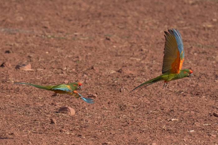 Red-fronted Macaw © Luis Panama, October 2025
