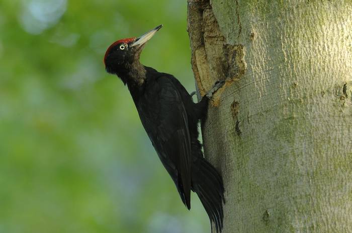 Black Woodpecker shutterstock_125237579