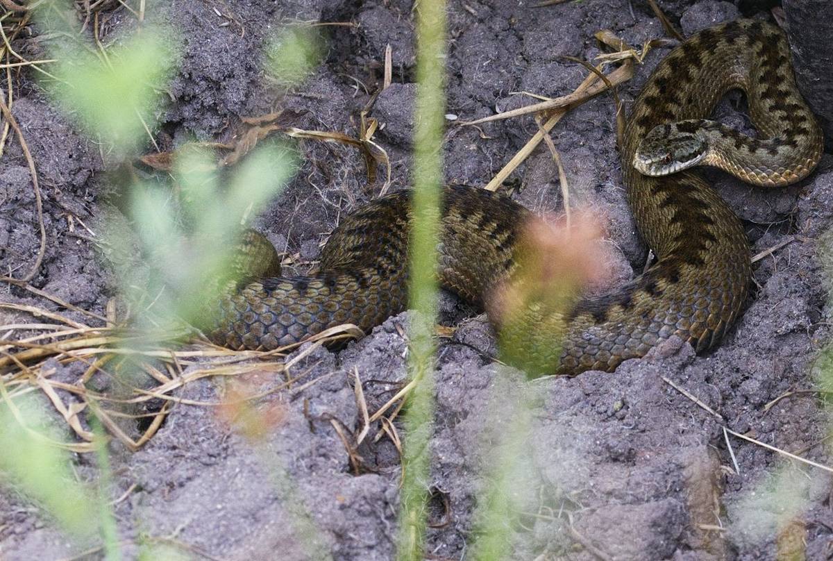 A female Adder, Josh Phangurha