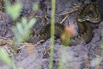 A female Adder, Josh Phangurha