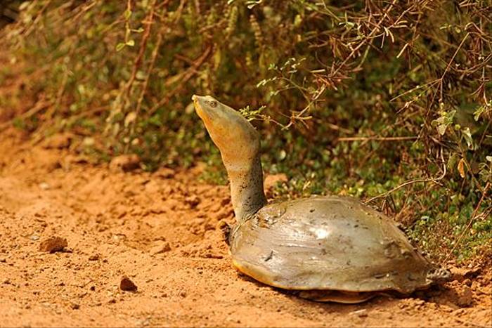 Indian Flapshell Turtle (Anne-Marie Kalus)