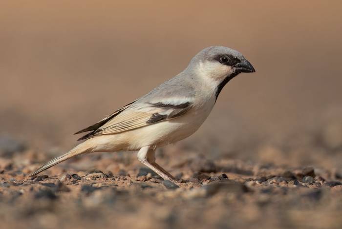 Desert Sparrow © Chris Griffin