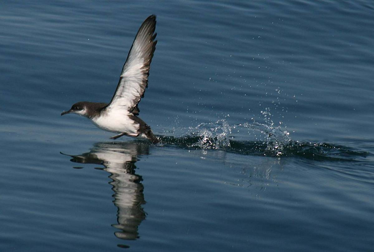 017 Manx Shearwater 250712 4 (Dave Shute)