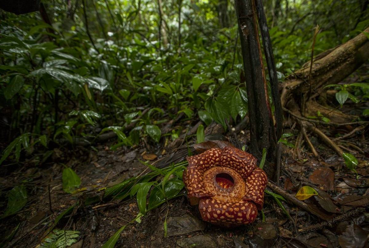 Rafflesia (Rafflesia keithii) in prime Reptile & Amphibian habitat in Borneo © C.Ryan