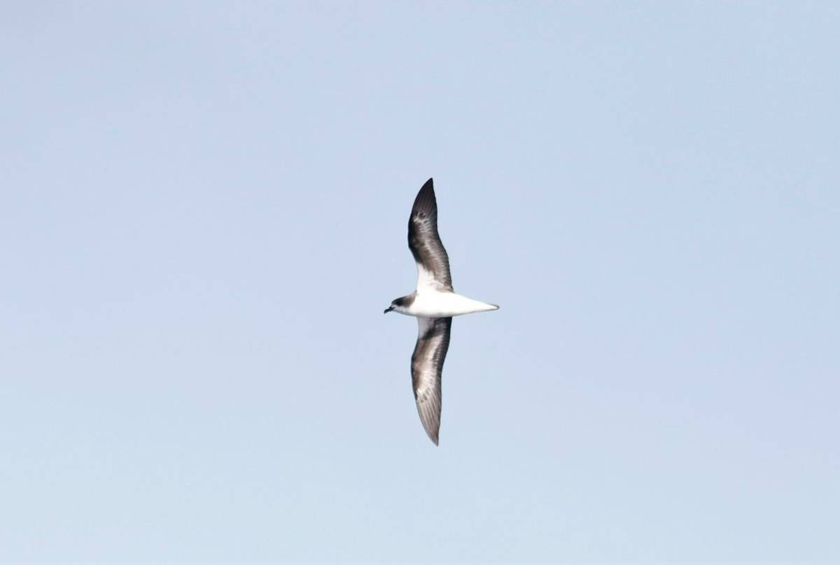 Zino's Petrel (Matt Eade).JPG