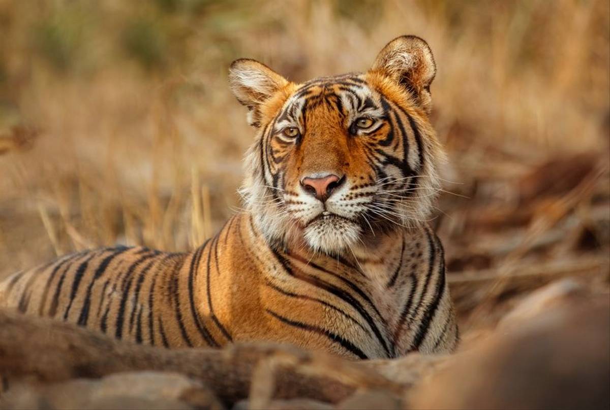 Tiger, India Shutterstock 1095332669