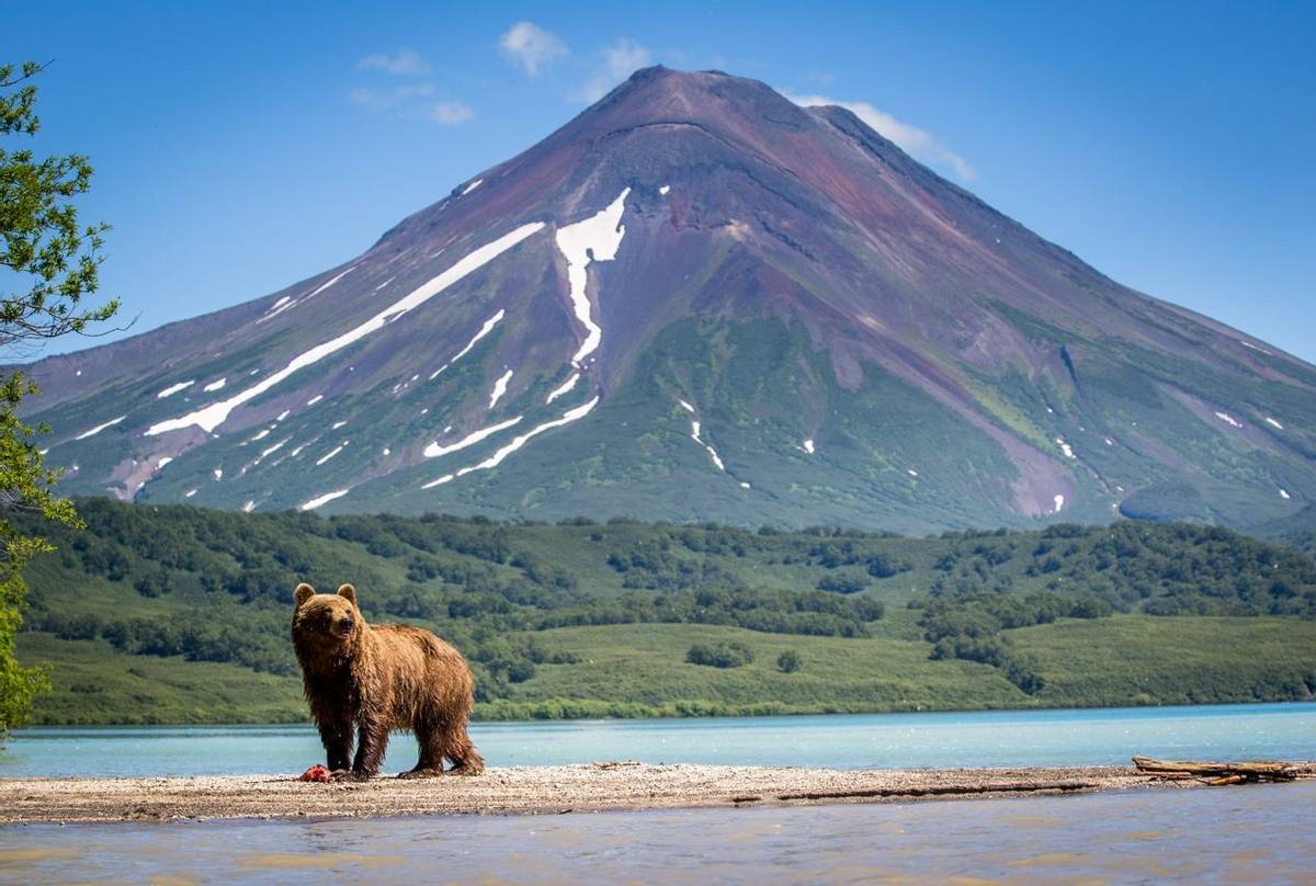 Brown Bear, Kamchatka, Russia Shutterstock 724944952