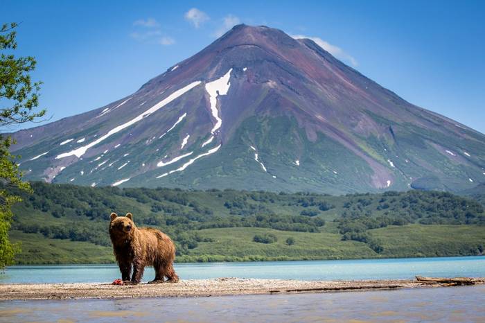 Brown Bear, Kamchatka, Russia Shutterstock 724944952