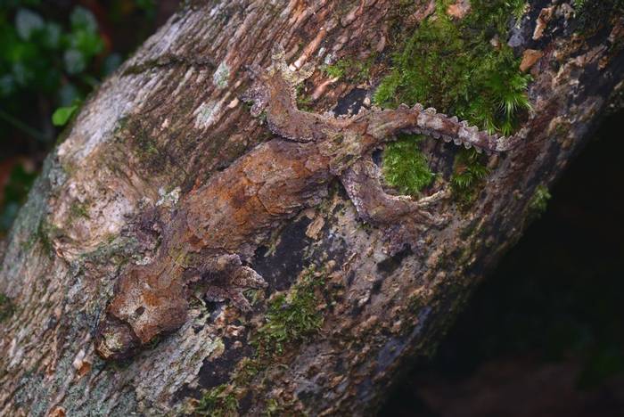 Flying Gecko - Borneo_shutterstock_1116748757.jpg