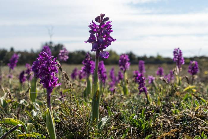 Blossom Early Purple Orchids, southern Oland , Sweden shutterstock_1732540901.jpg