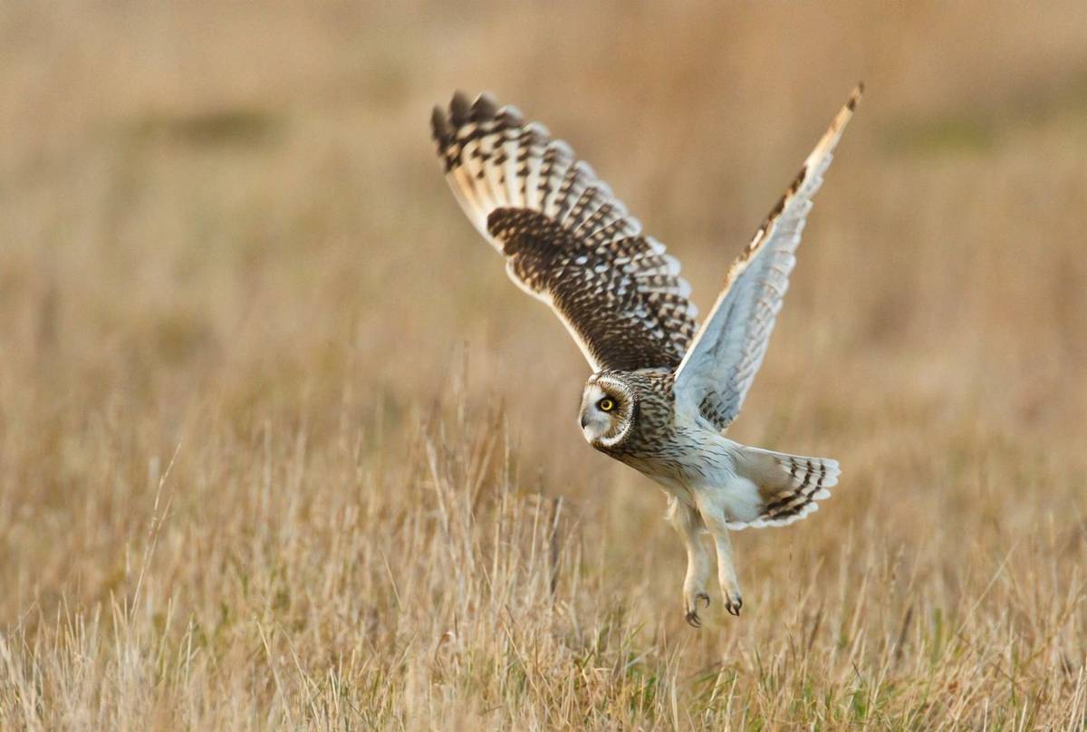 Short-eared owl. shutterstock_107663348.jpg