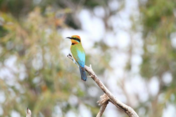Rainbow Bee-eater, Australia shutterstock_239254549.jpg